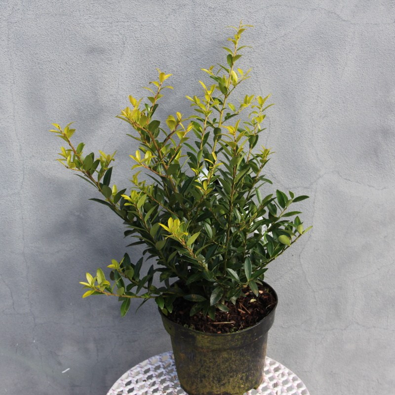 Cesmína Impala® květináč 2 litry, výška 20/30cm, keř-0