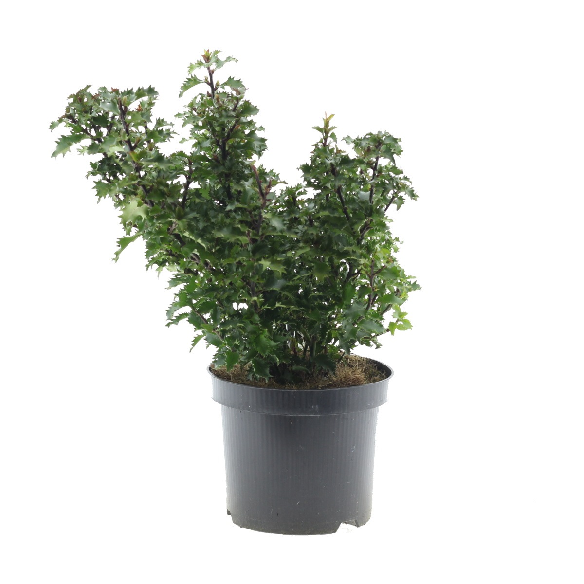 Stálezelené keře - Cesmína Little Rascal výška 20/30cm, květináč 2 litry