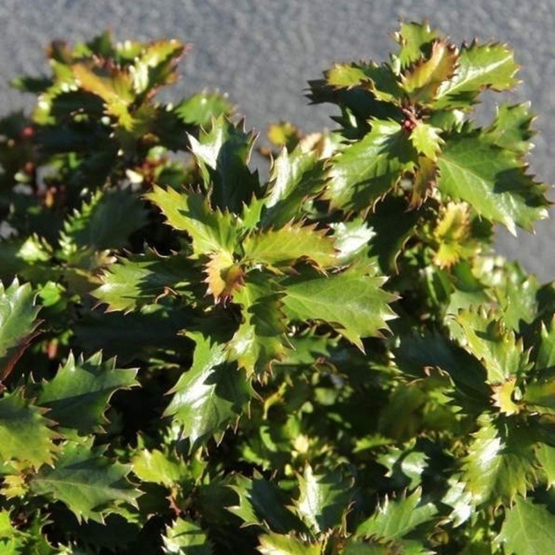 Cesmína Little Rascal výška 20/30cm, květináč 2 litry-0