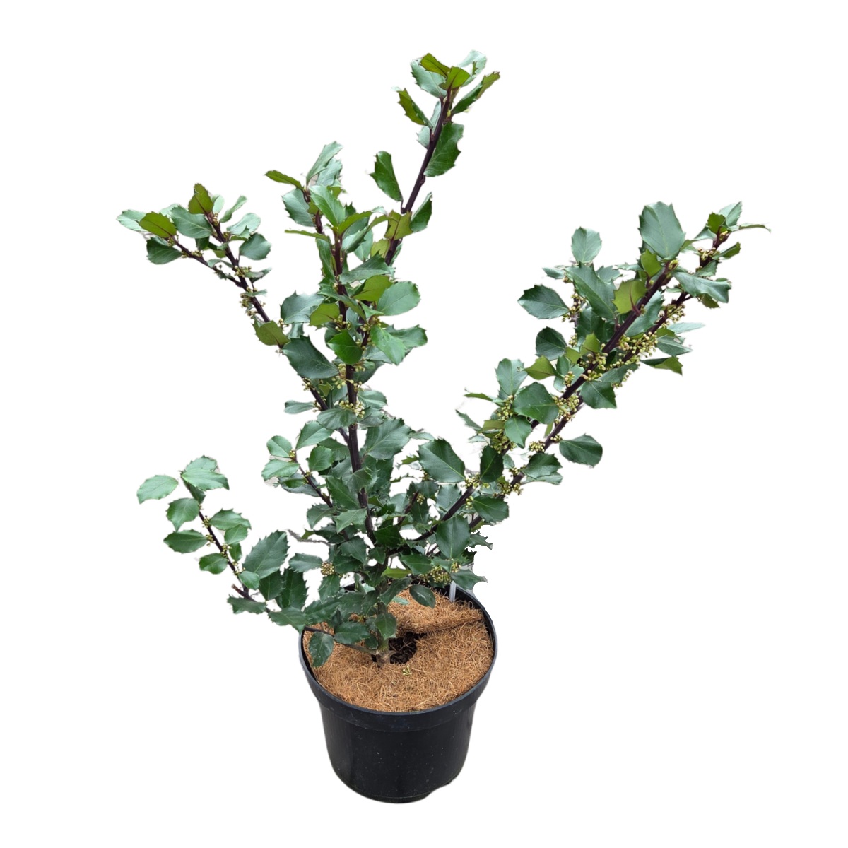 Stálezelené keře - Cesmína modrá 'Blue Prince' výška 25/30cm, květináč 2,5 litru, samčí