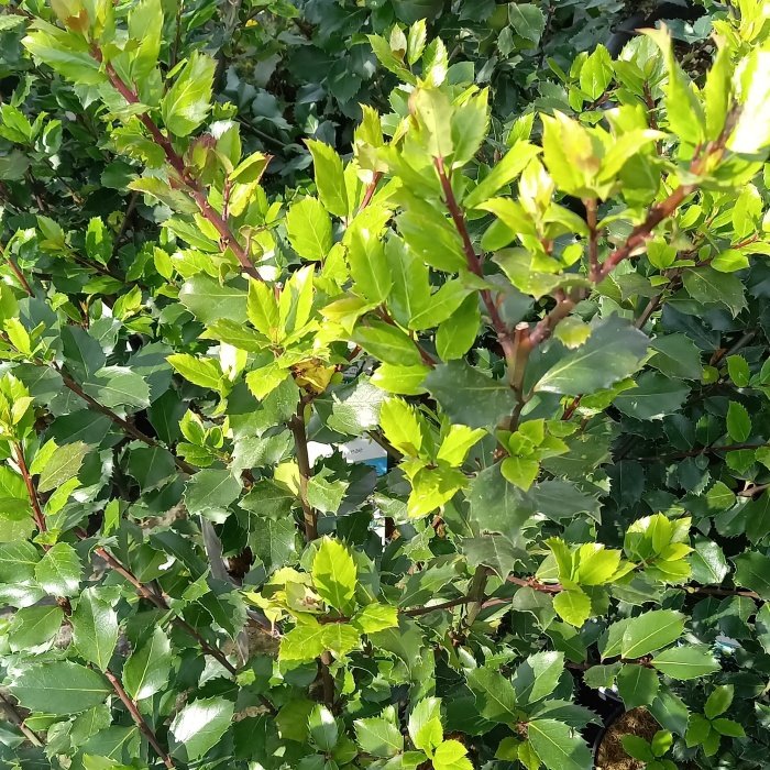 Cesmína modrá 'Blue Prince' výška 25/30cm, květináč 2,5 litru, samčí-0