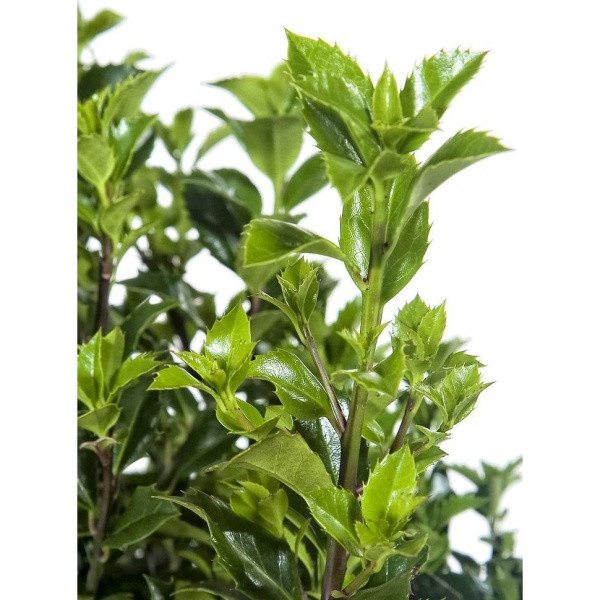 Stálezelené keře - Cesmína modrá 'Heckenstar' výška 80/100cm, 15 litrů