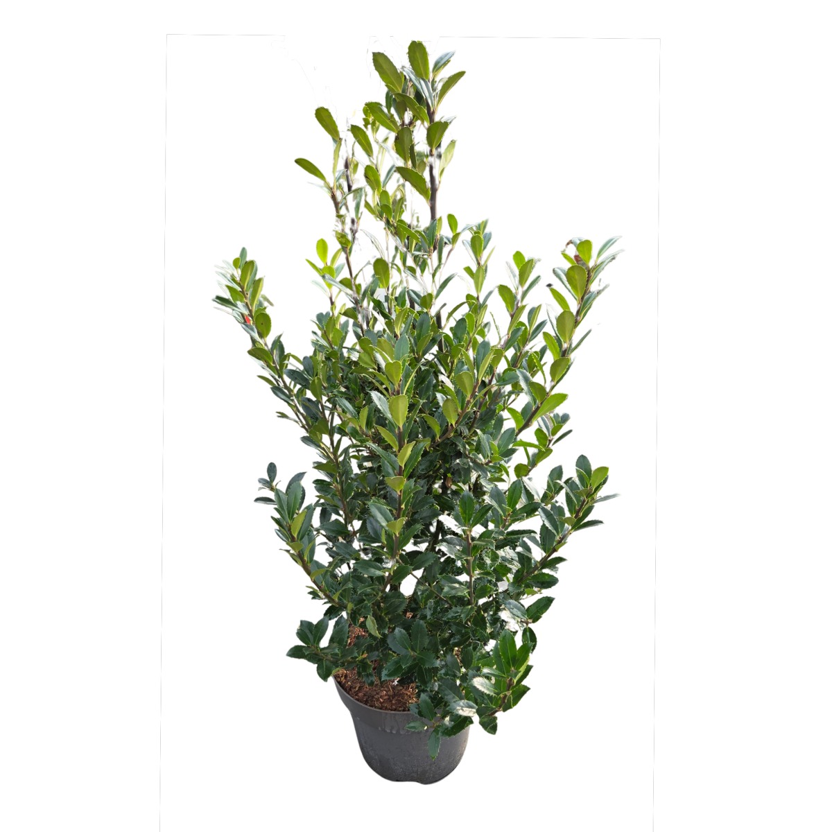 Stálezelené keře - Cesmína modrolistá Heckenpracht výška 80/100cm, květináč 12,8 litru