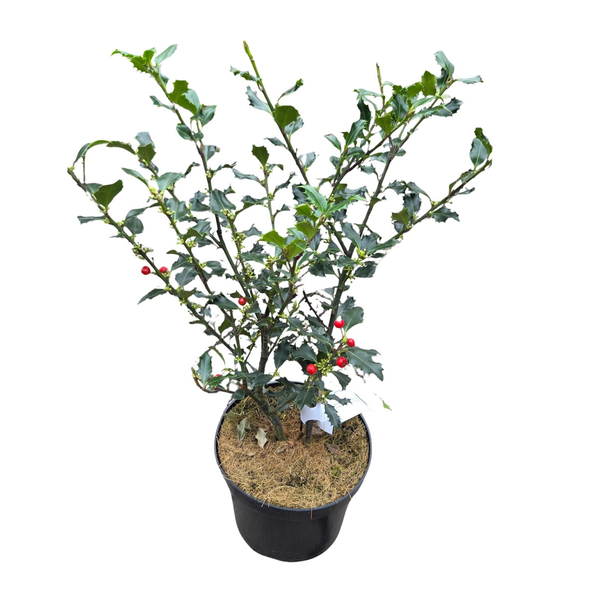 Živé ploty - Cesmína modrolistá Magical Amore Rosso výška 20/30cm, květináč 2,5 litru