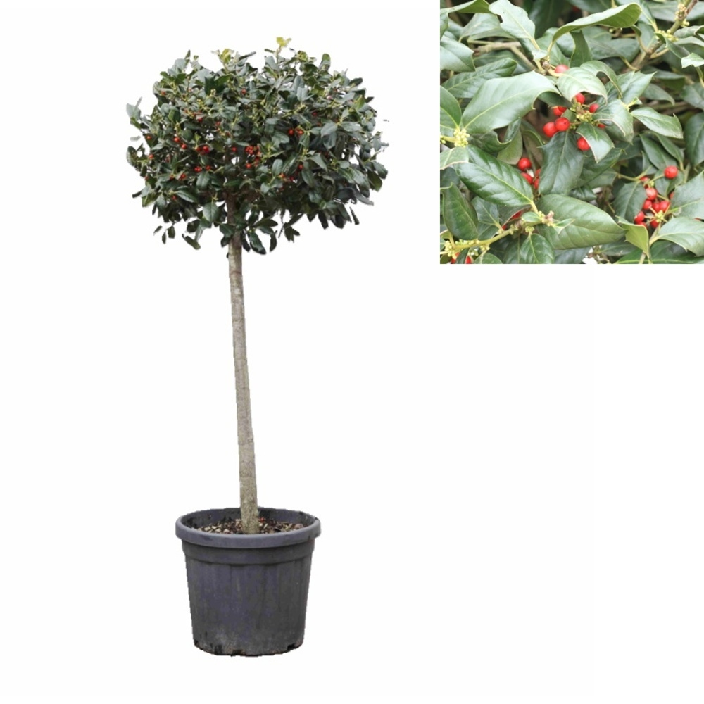 Stálezelené keře - Cesmína Nellie R. Stevens kmínek 1/2, květináč 35 litrů