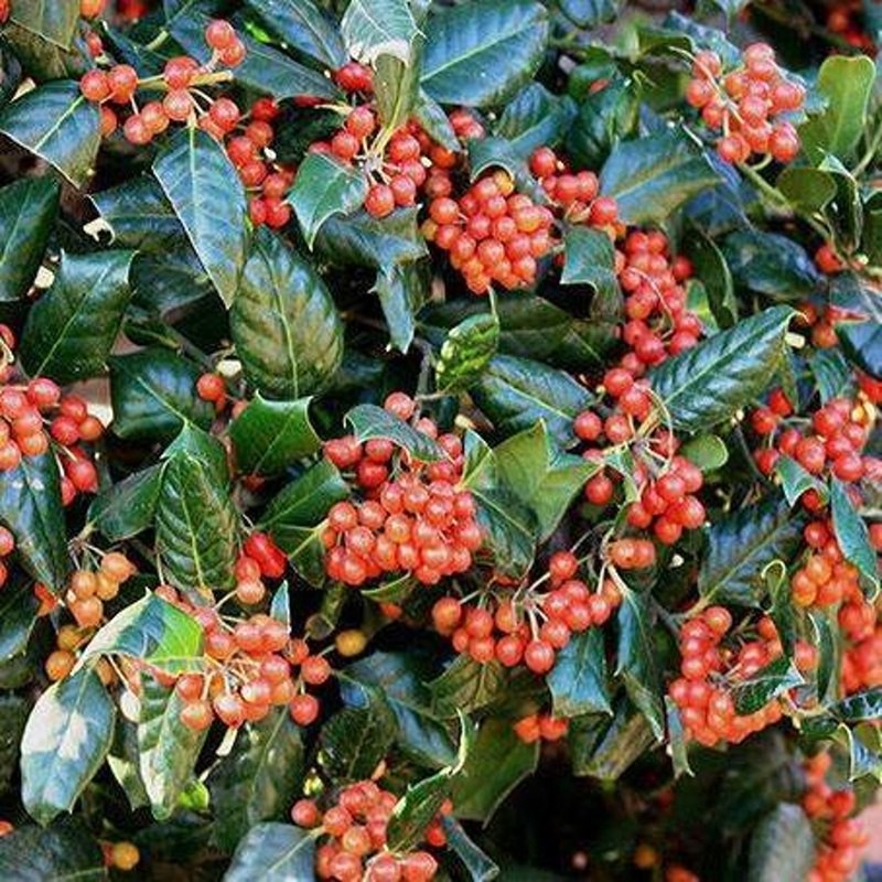 Stálezelené keře - Cesmína Nellie R. Stevens květináč 40 litrů, vícekmen