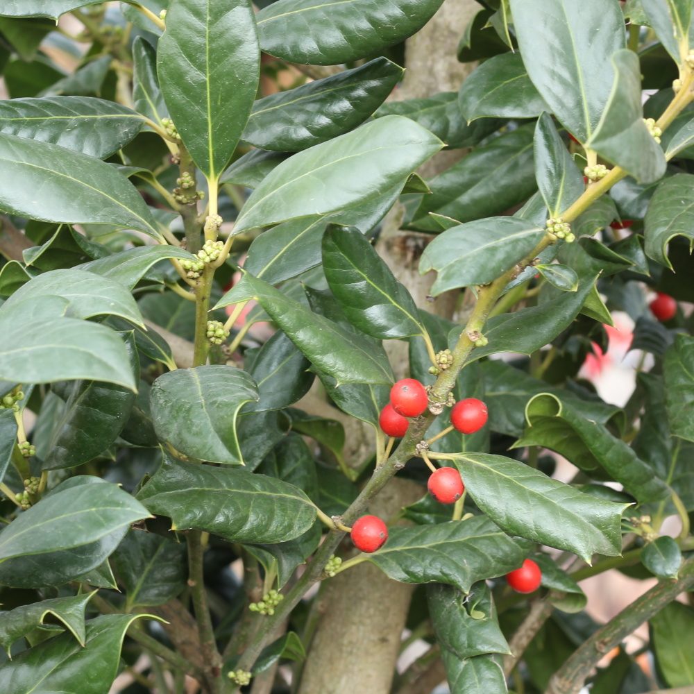 Stálezelené keře - Cesmína Nellie R. Stevens výška 125/150cm, květináč 45 litrů