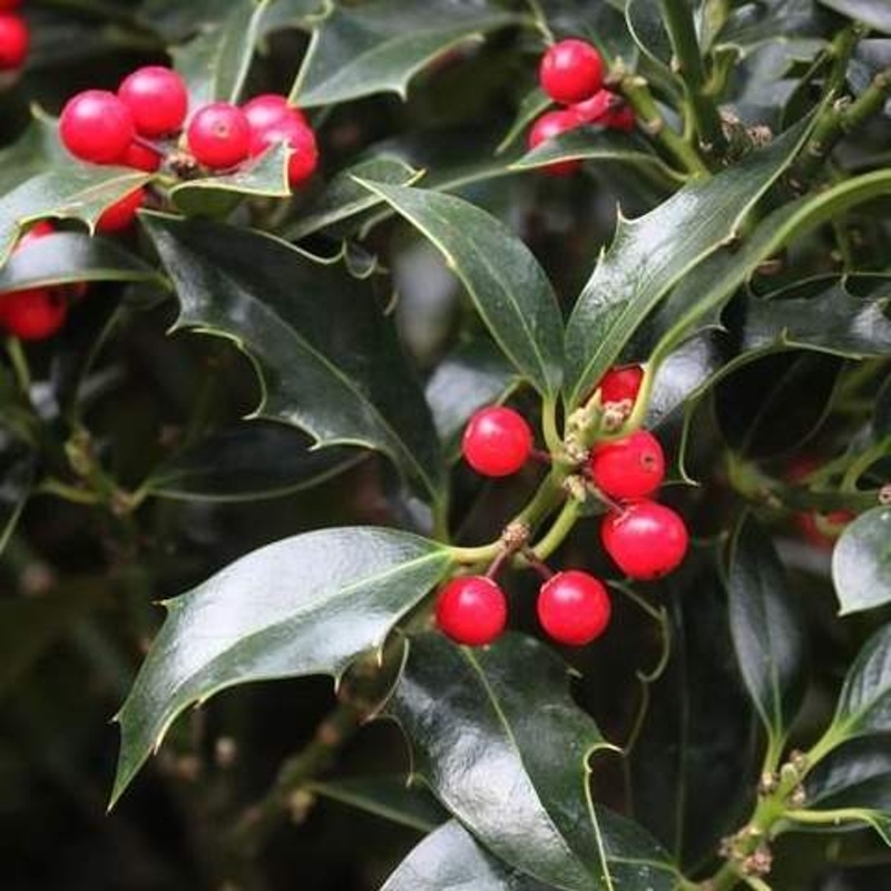 Stálezelené keře - Cesmína ostrolistá 'Alaska' výška 40/50cm, květináč 5 litrů