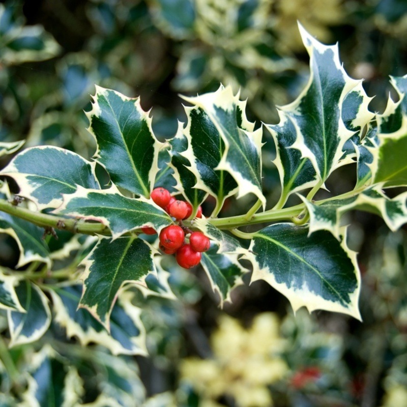 Stálezelené keře - Cesmína ostrolistá Argenteomarginata květináč 2,5 litru, výška 30/40cm, keř, samice