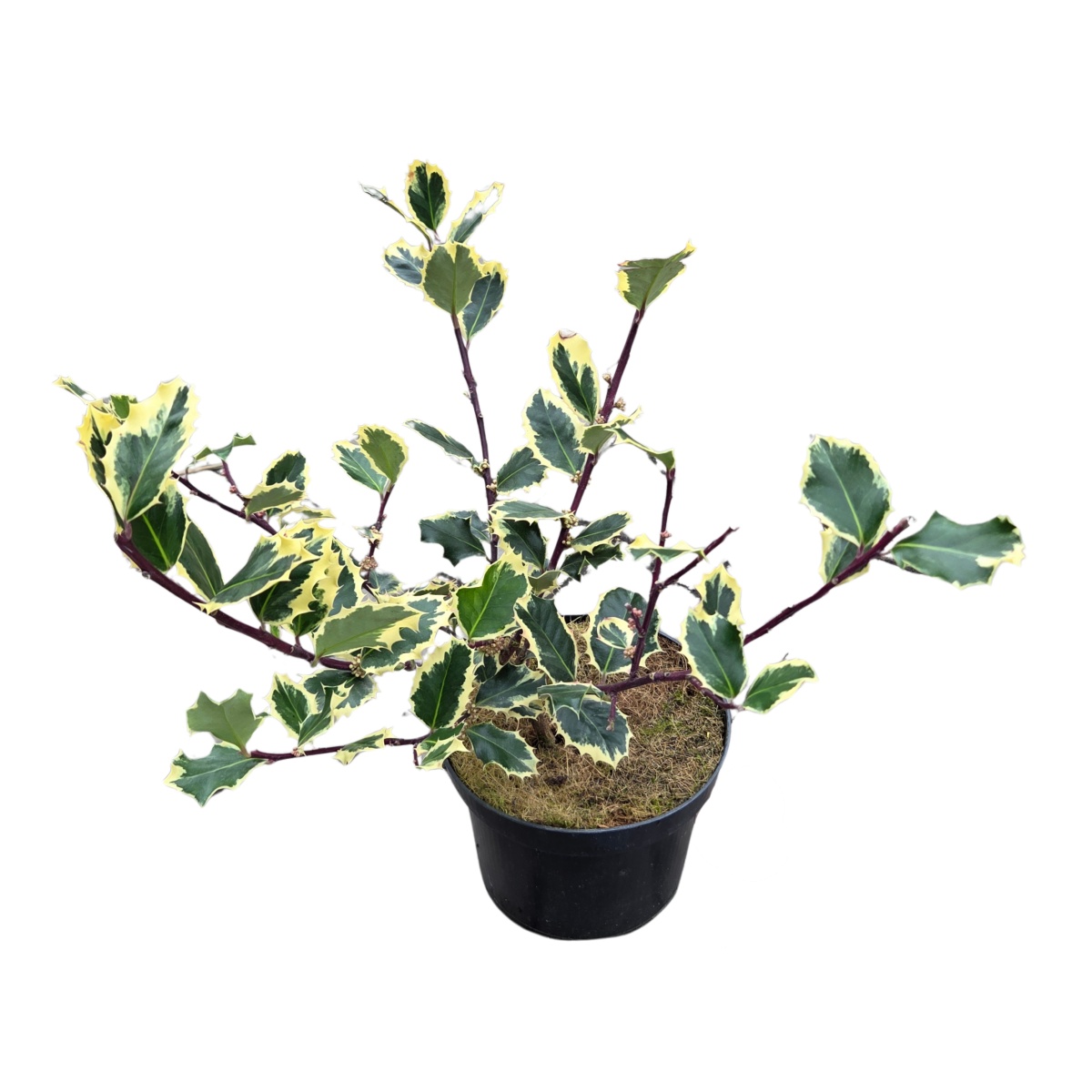 Cesmína ostrolistá Argenteomarginata květináč 2,5 litru, výška 30/40cm, keř, samice-0