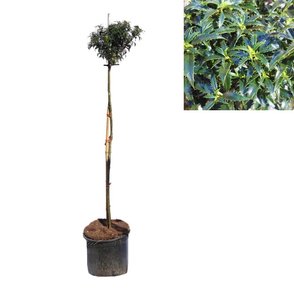 Listnaté stromky a stromy - Cesmína ostrolistá Heckenzwerg kmínek 60cm, květináč 5 litrů