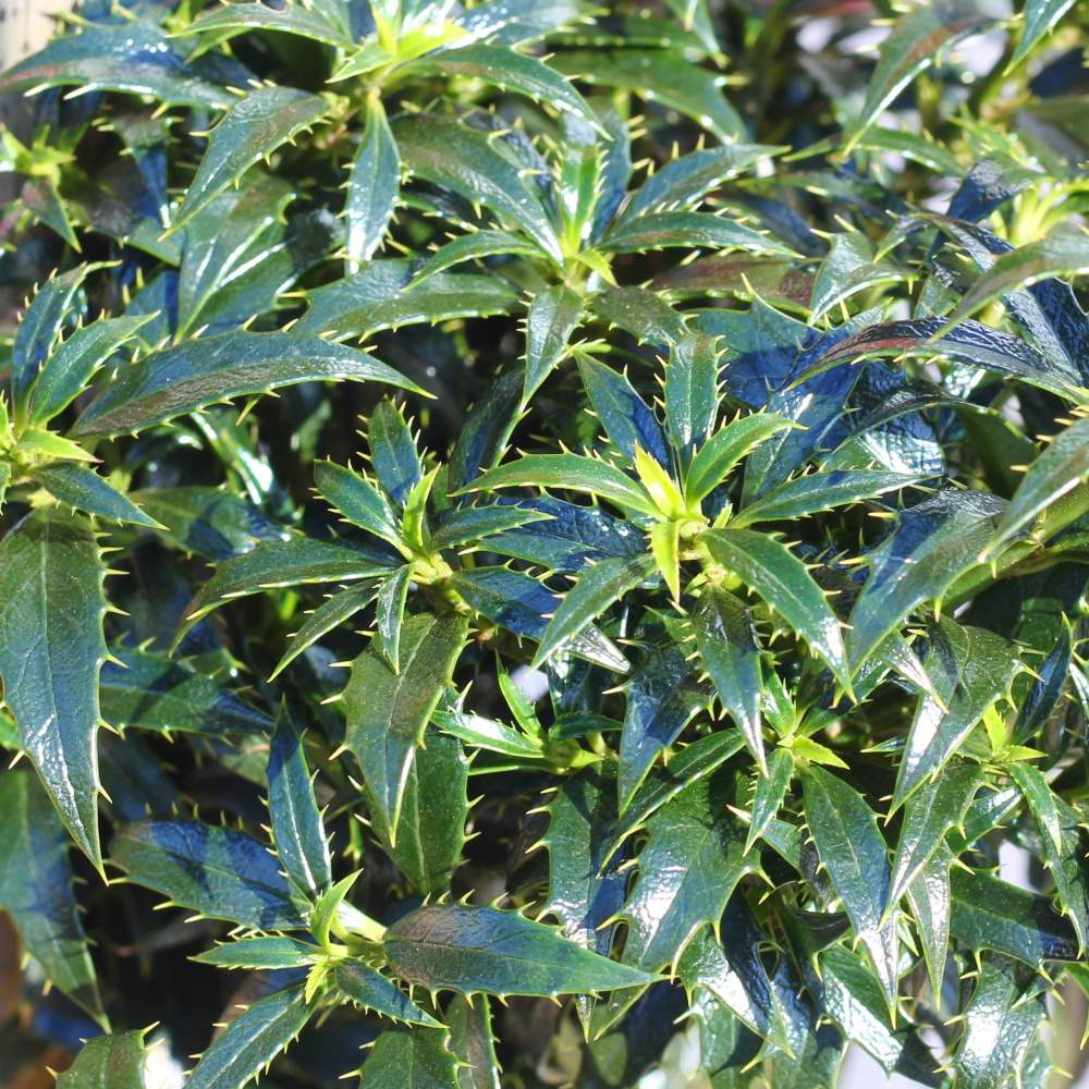 Cesmína ostrolistá Heckenzwerg kmínek 60cm, květináč 5 litrů-0