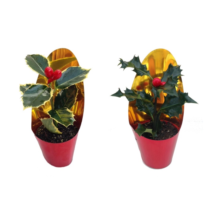 Stálezelené keře - Cesmína ostrolistá s umělým plodem mix květináč 6cm