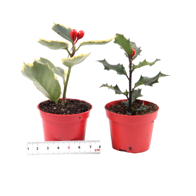 Cesmína ostrolistá s umělým plodem mix květináč 6cm-0