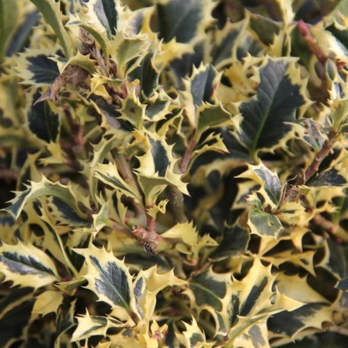 Listnaté stromky a stromy - Cesmína ostrolistá Variegata kmínek, květináč 9 litrů