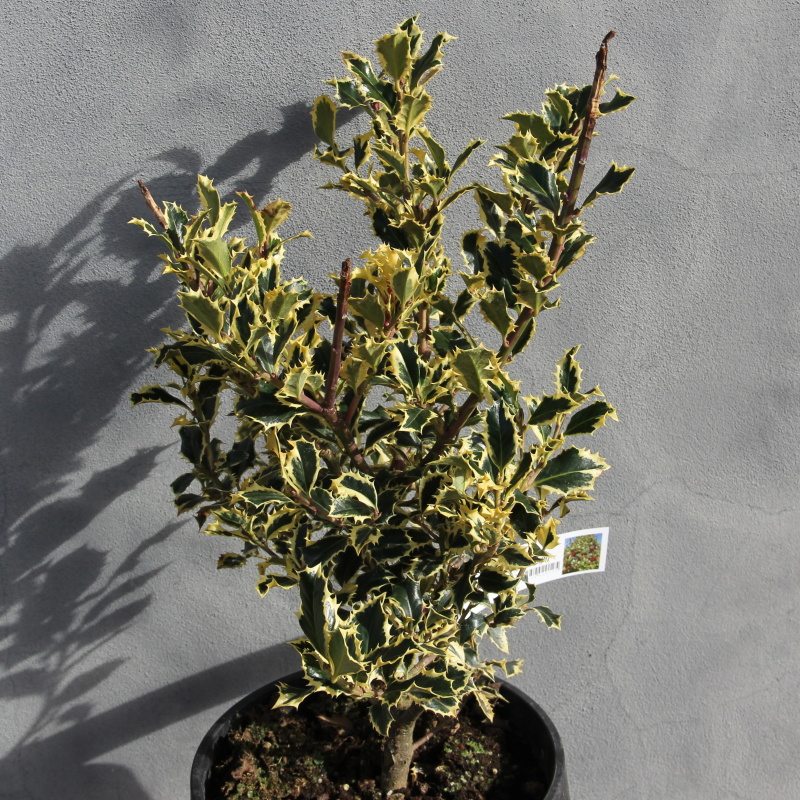 Cesmína ostrolistá Variegata květináč 10 litrů, výška 80/100cm, keř, samice-0