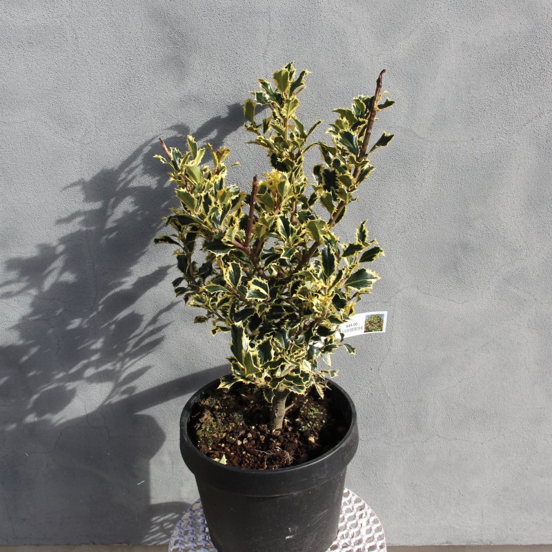 Cesmína ostrolistá Variegata květináč 10 litrů, výška 80/100cm, keř, samice-1