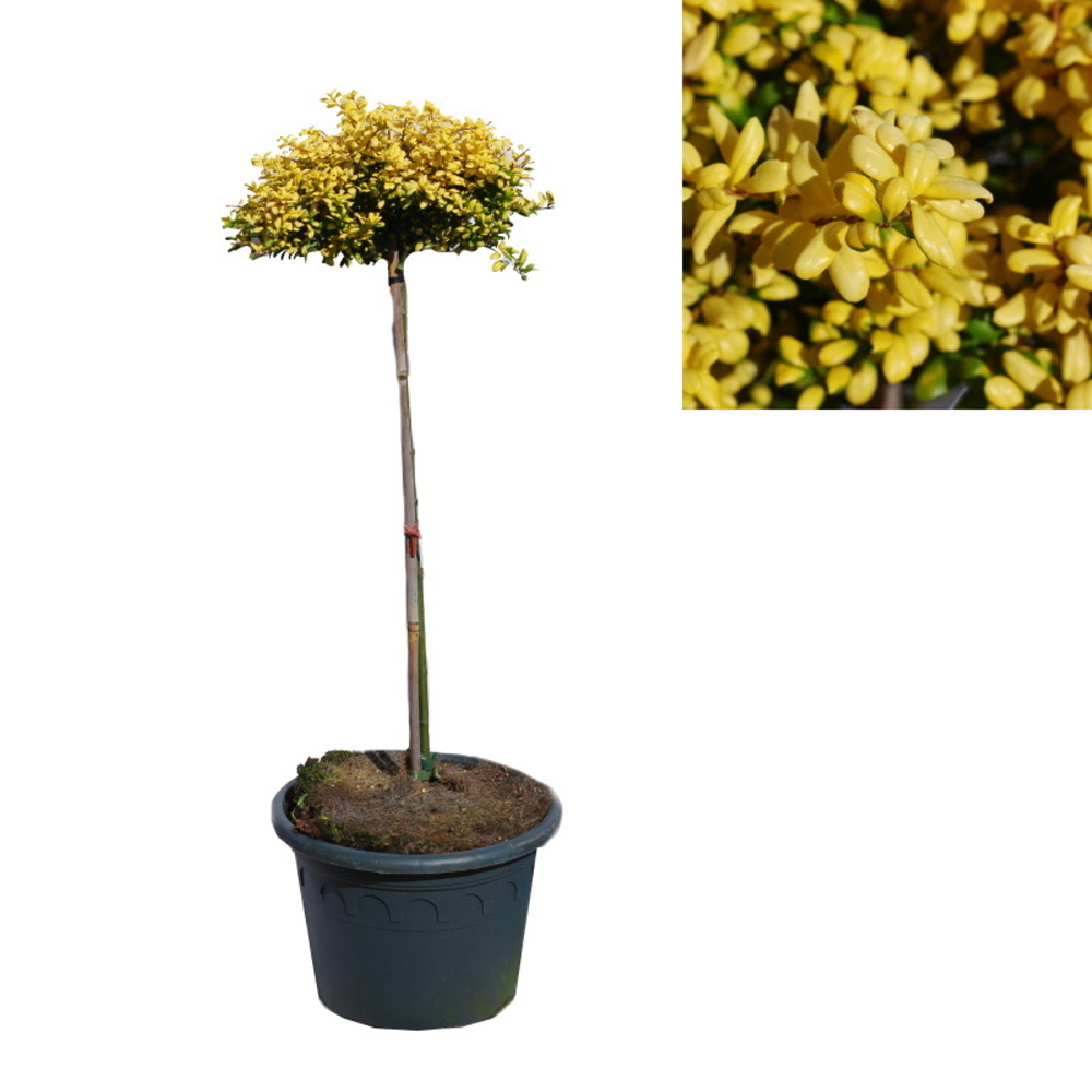 Listnaté stromky a stromy - Cesmína vroubkovaná Convexed Gold kmínek 40cm, květináč 8 litrů