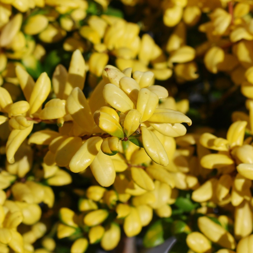 Cesmína vroubkovaná Convexed Gold kmínek 40cm, květináč 8 litrů-0