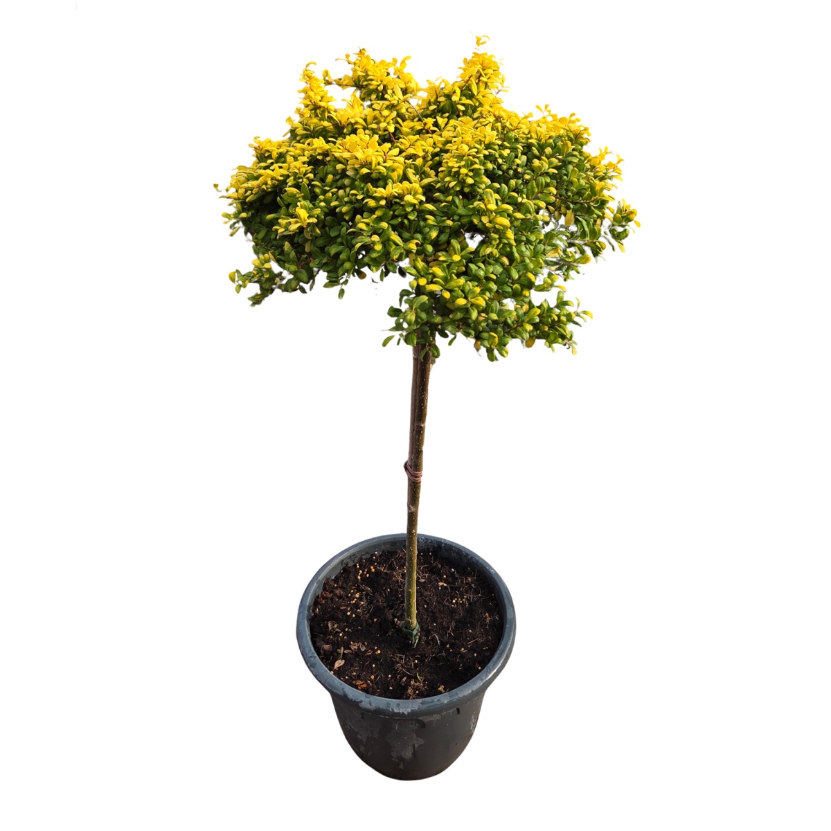 Listnaté stromky a stromy - Cesmína vroubkovaná Convexed Gold kmínek 40cm, květináč 8 litrů