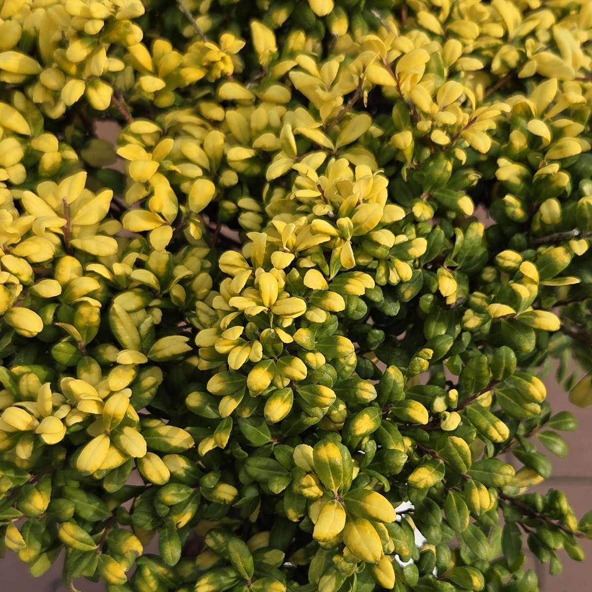 Cesmína vroubkovaná Convexed Gold kmínek 40cm, květináč 8 litrů-0
