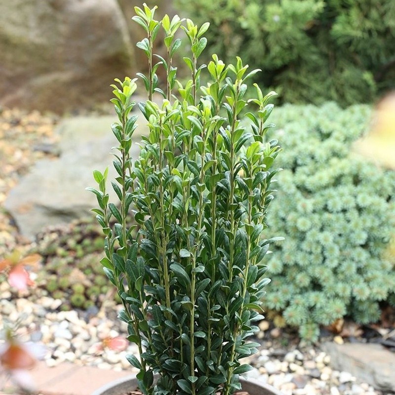 Stálezelené keře - Cesmína vroubkovaná 'Fastigiata' výška 20/40cm, květináč 2 litry