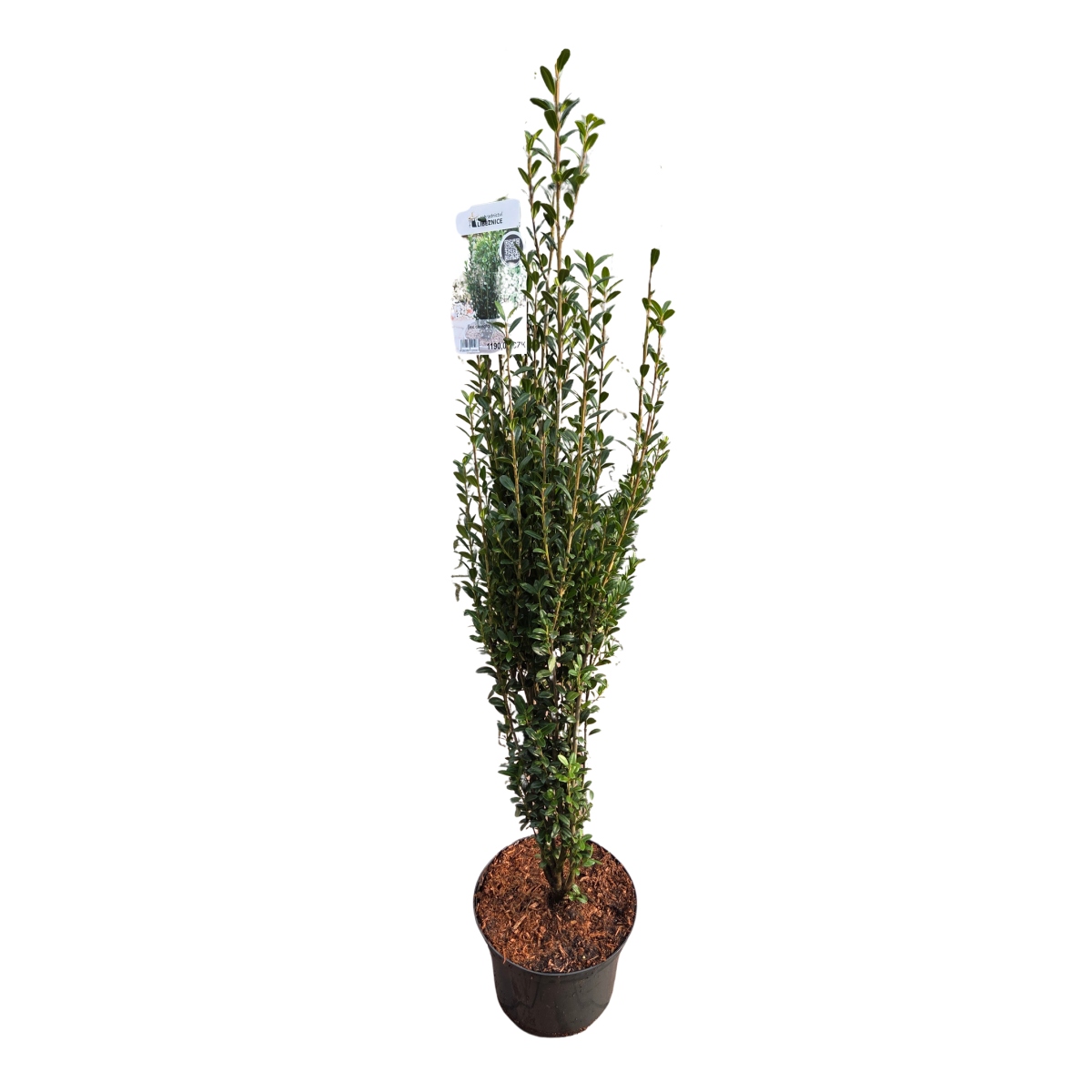 Stálezelené keře - Cesmína vroubkovaná Fastigiata výška 60/70cm, květináč 6 litrů