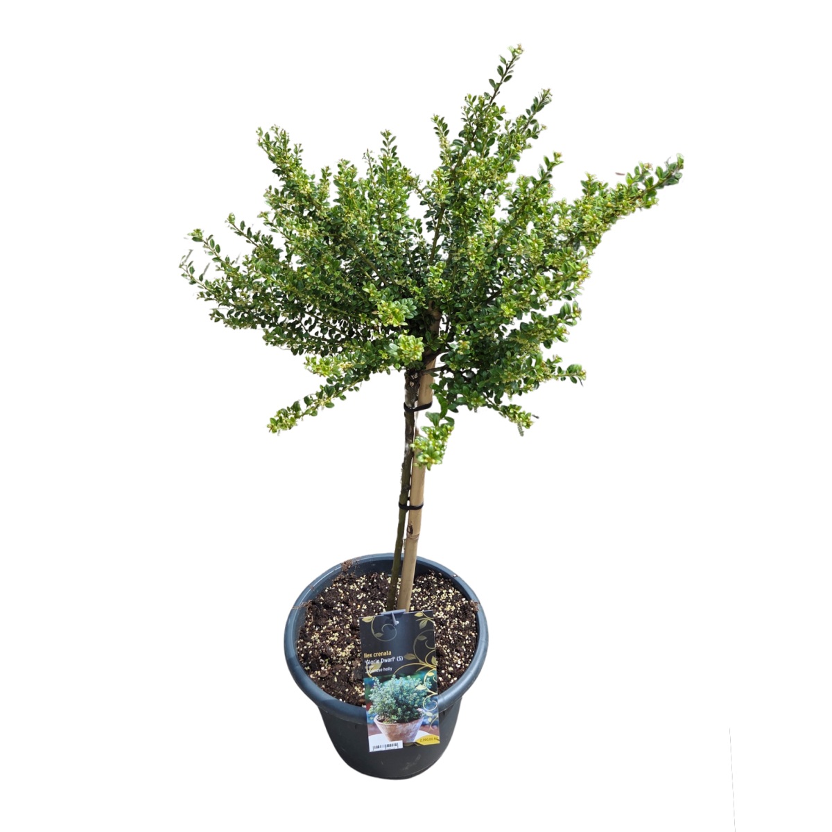 Listnaté stromky a stromy - Cesmína vroubkovaná Glorie Dwarf kmínek 40cm, květináč 8 litrů