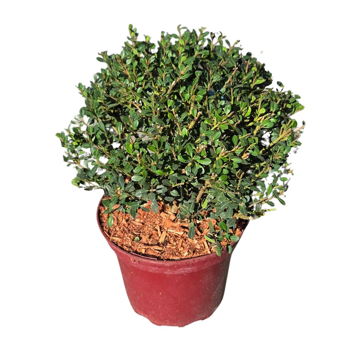 Stálezelené keře - Cesmína vroubkovaná Glorie Dwarf výška 15/20cm, květináč 2 litry, koule