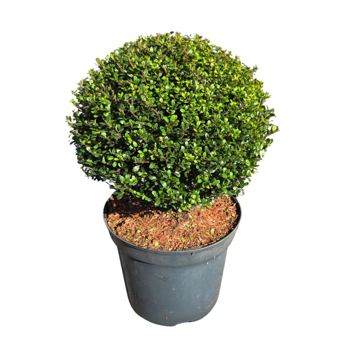 Stálezelené keře - Cesmína vroubkovaná Glorie Dwarf výška 25/30cm, květináč 7,5 litru, koule