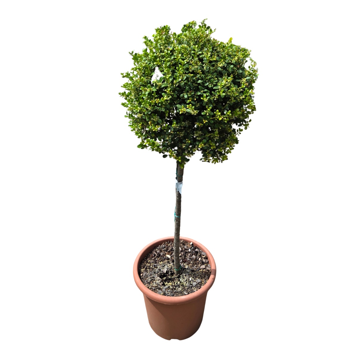 Listnaté stromky a stromy - Cesmína vroubkovaná Glorie Gem mini kmínek, květináč 9cm