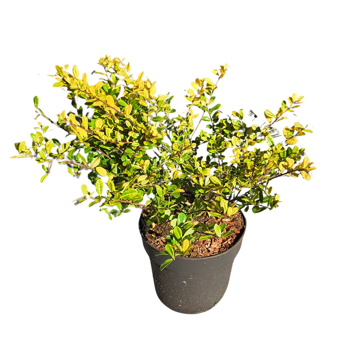 Stálezelené keře - Cesmína vroubkovaná Golden Gem výška 20/25cm, květináč 2 litry