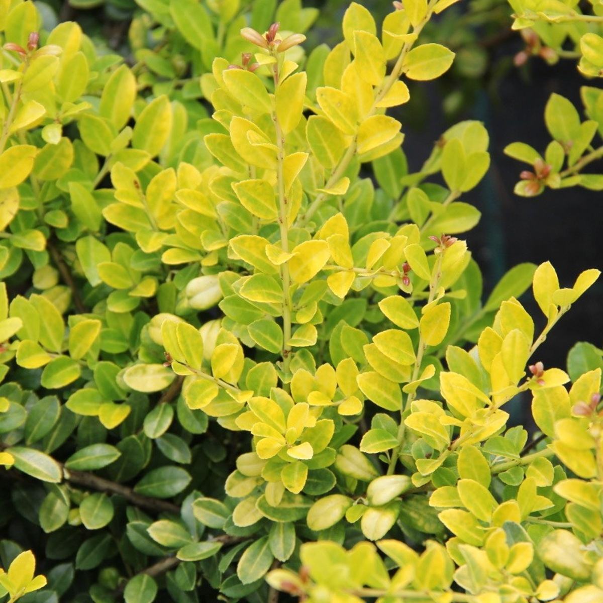 Cesmína vroubkovaná Golden Gem výška 20/25cm, květináč 2 litry-0