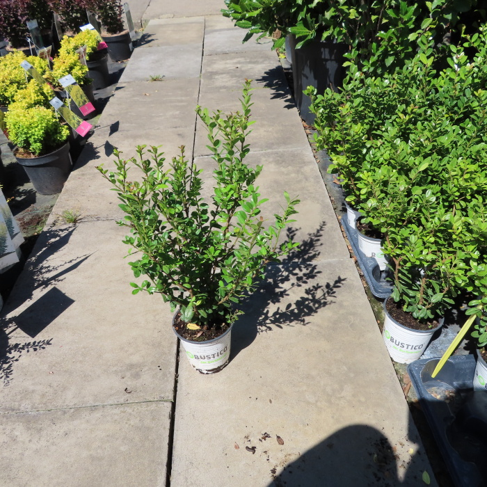 Stálezelené keře - Cesmína vroubkovaná 'Robustico' květináč 11cm, váška 25/30cm, keř