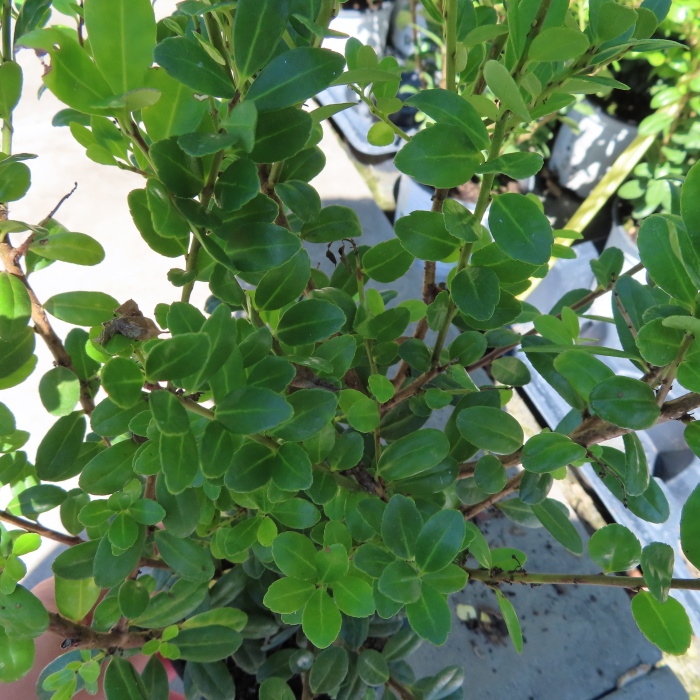 Cesmína vroubkovaná 'Robustico' květináč 11cm, váška 25/30cm, keř-0