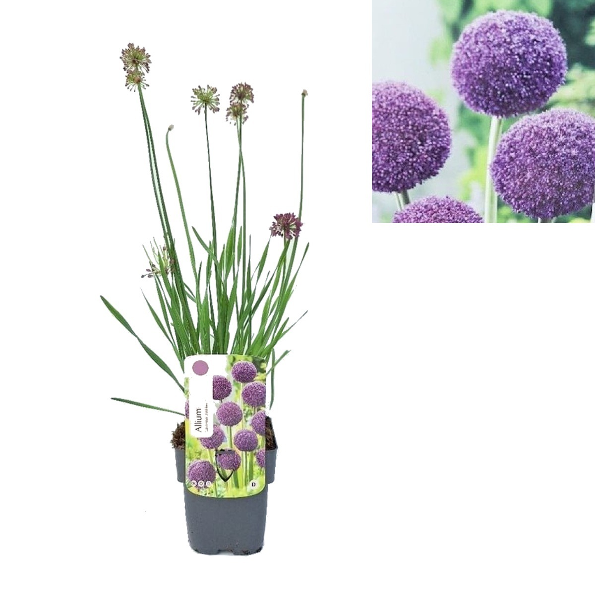 Na slunce - Česnek okrasný Lavender Bubbles květináč 2 litry