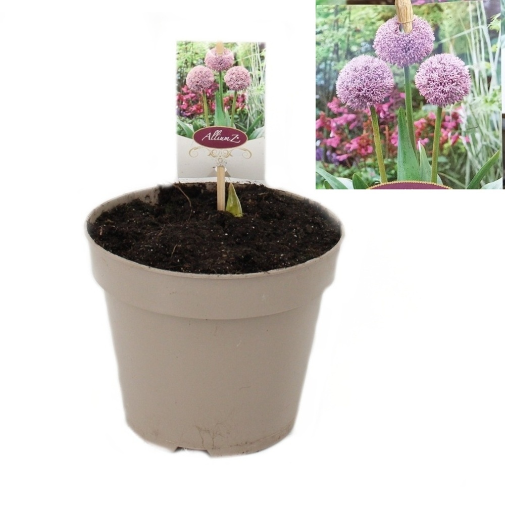 Na slunce - Česnek okrasný Lucky Balloons květináč 17cm