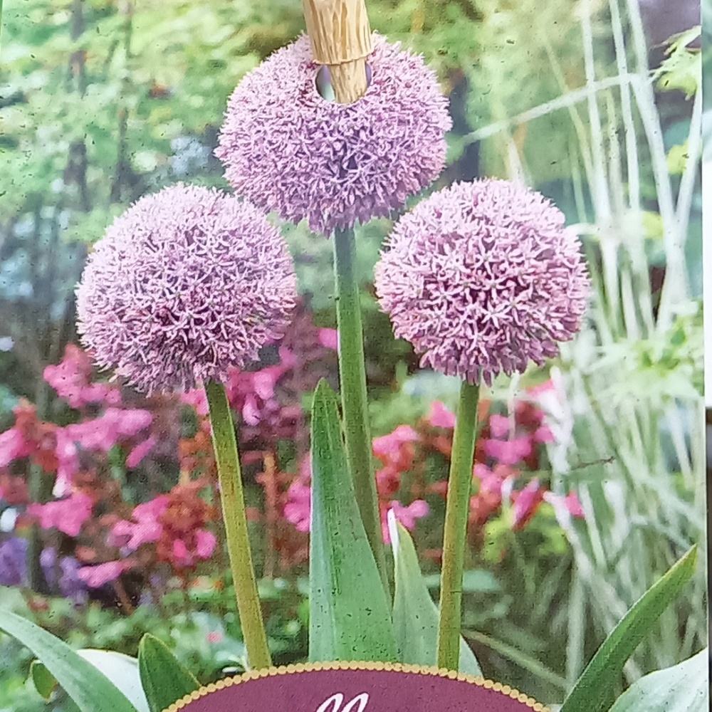 Česnek okrasný Lucky Balloons květináč 17cm-0