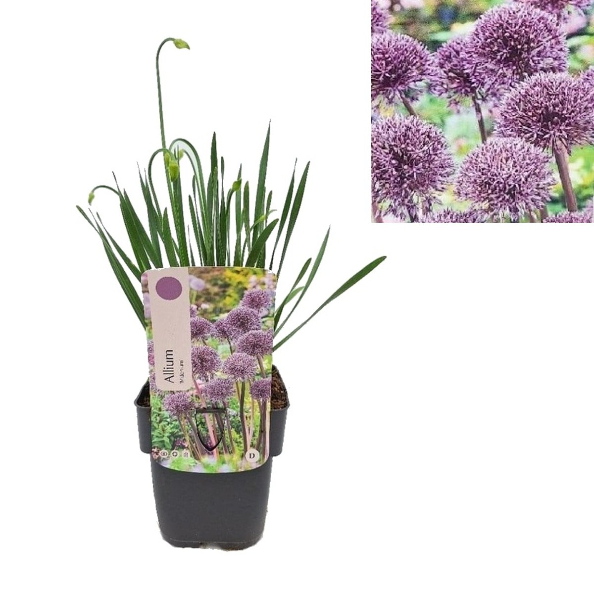 Na slunce - Česnek okrasný Millenium květináč 2 litry