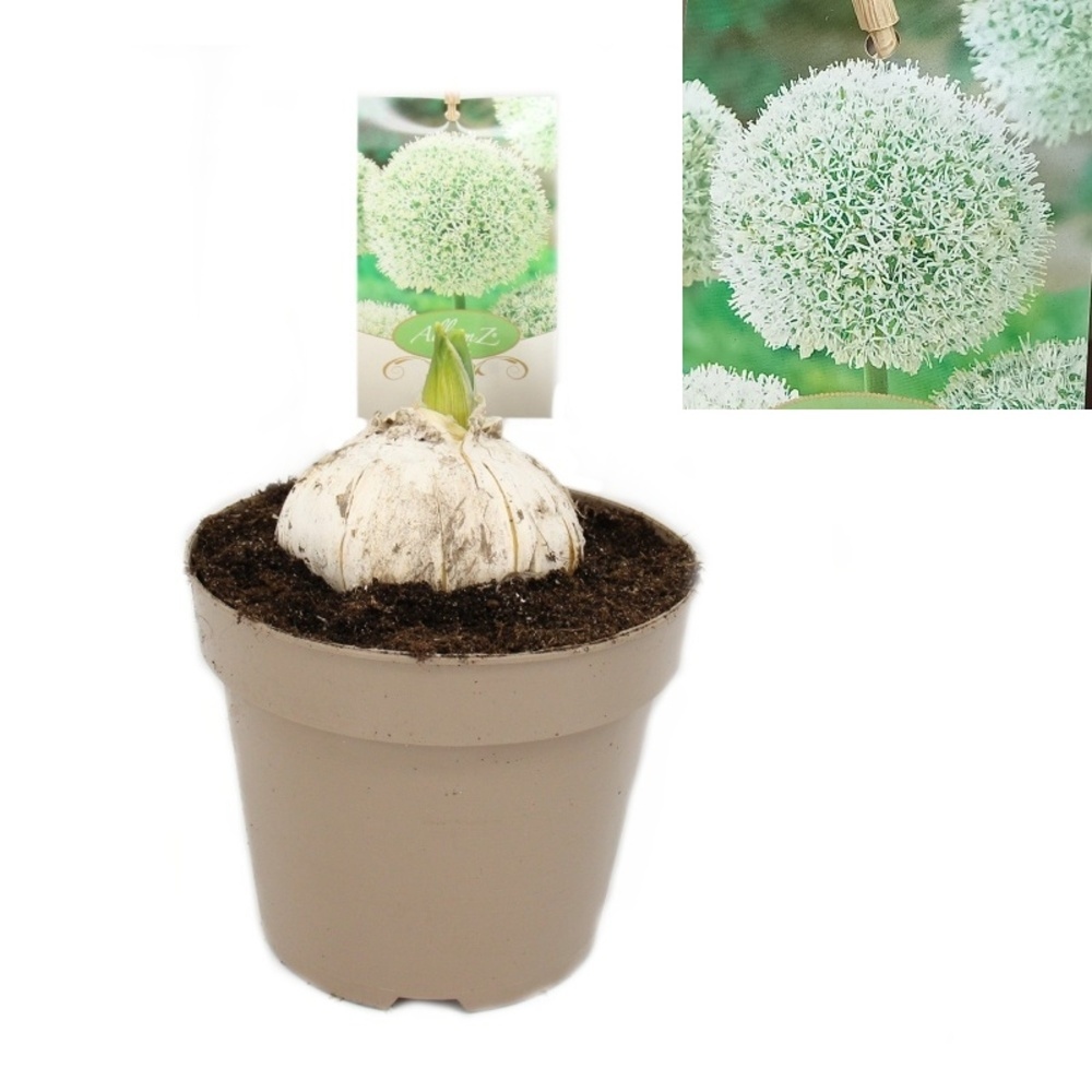 Na slunce - Česnek okrasný 'White Giant' květináč 17cm