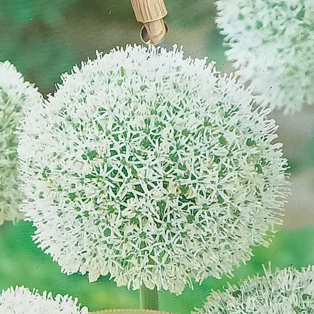 Česnek okrasný 'White Giant' květináč 17cm-0