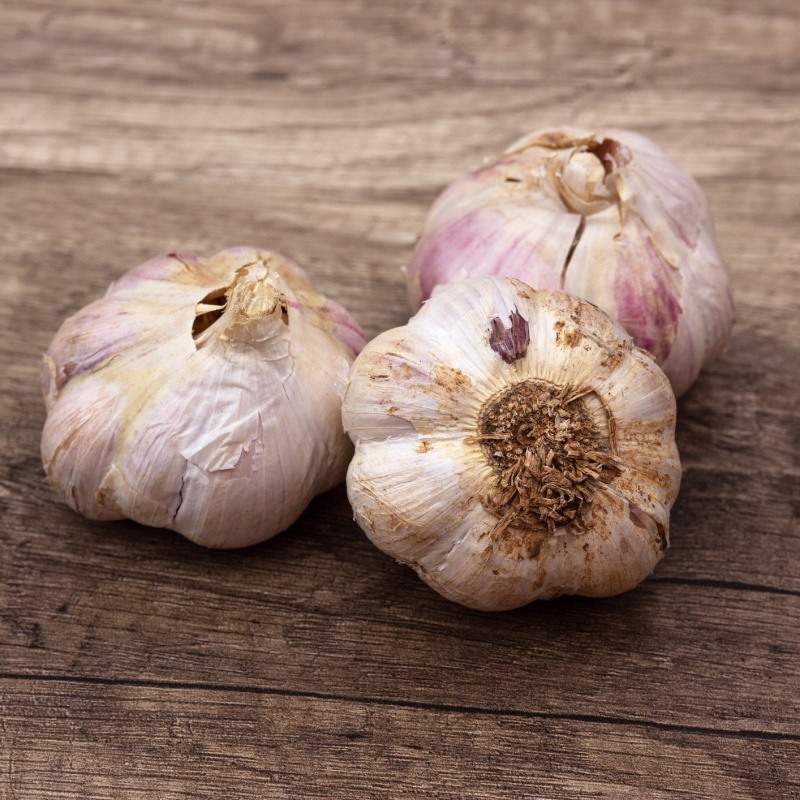 Sadba česneku a cibule - Česnek sadbový 'Dukát' 6ks