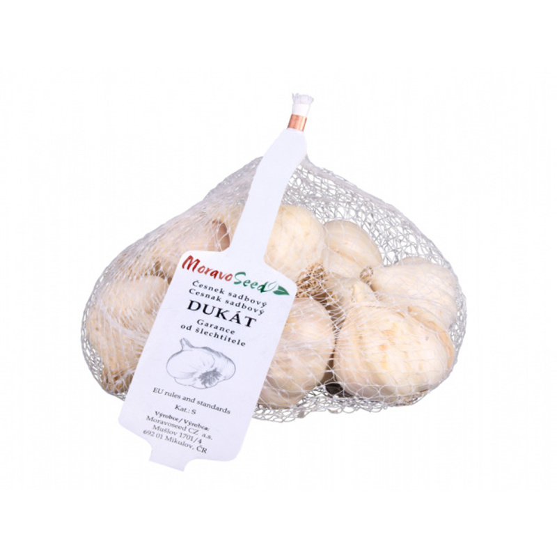Česnek sadbový 'Dukát' 6ks-0