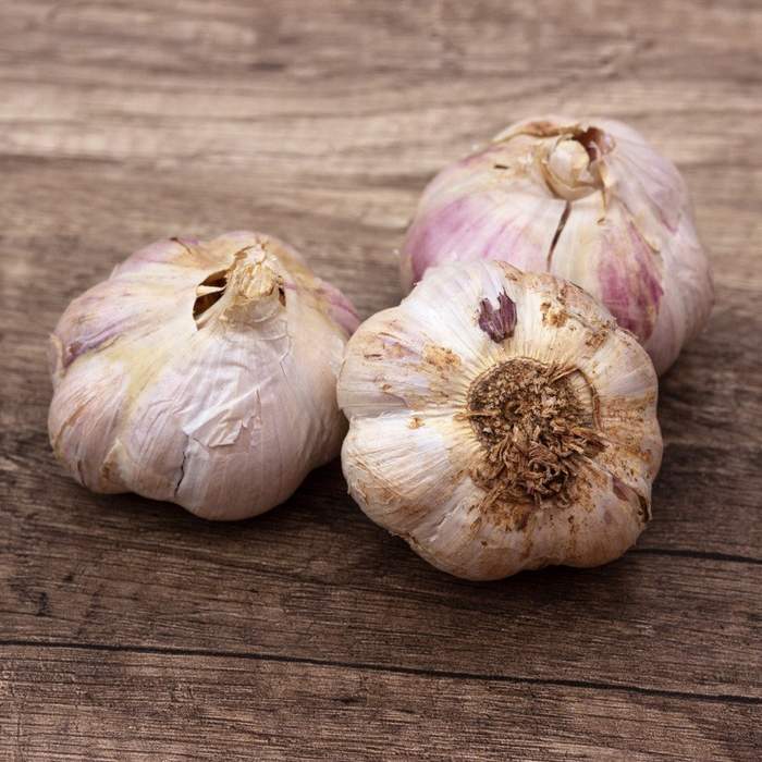 Sadba česneku a cibule - Česnek sadbový 'Havran' 3ks