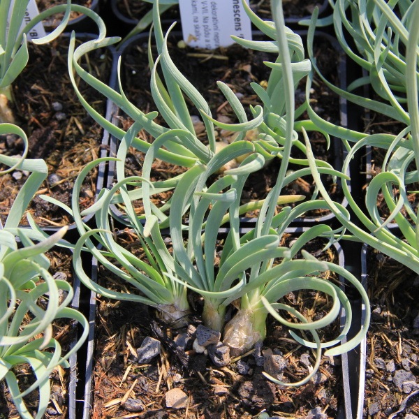 Na slunce - Česnek šerý Blue Eddy 9cm