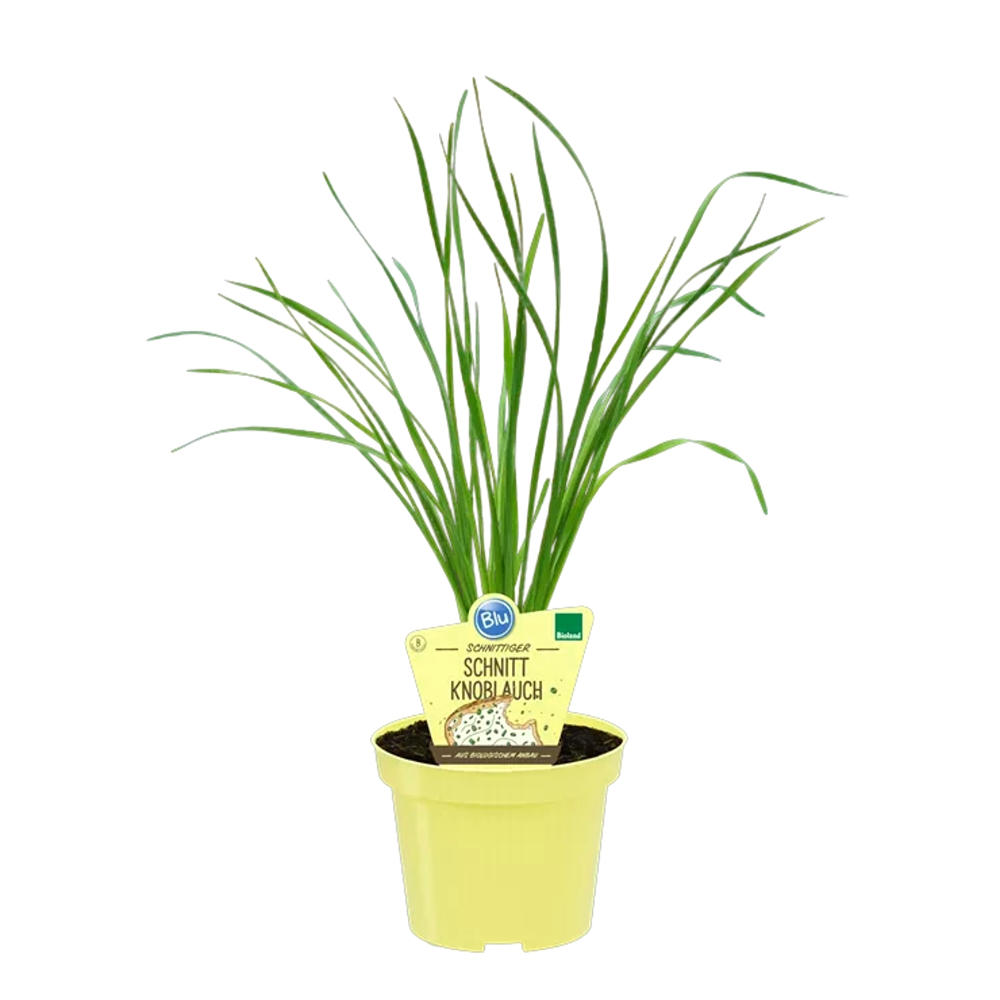 Bylinky - Česnekopažitka BIO květináč 12cm