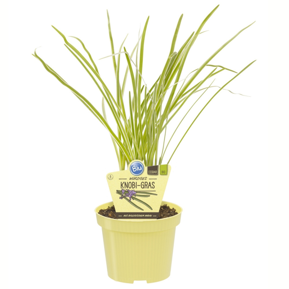 Bylinky - Česneková tráva BIO květináč 12cm