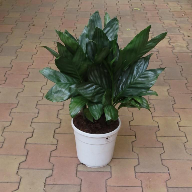Chamaedorea metallica P19-0