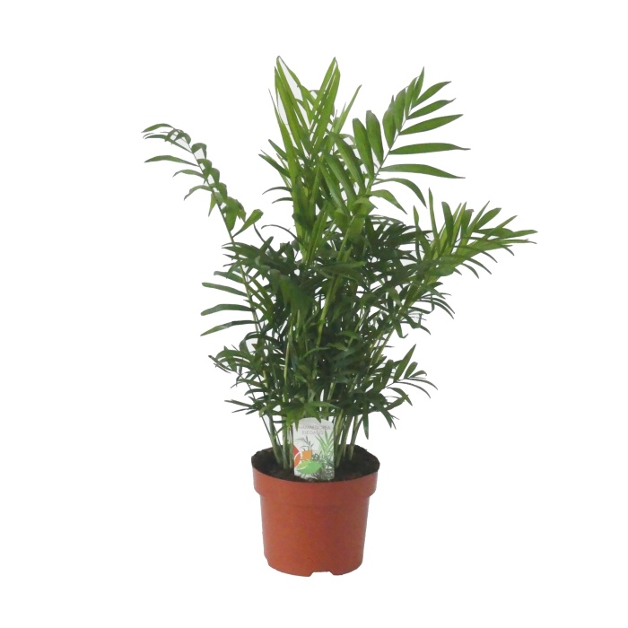 Okrasné pokojové rostliny - Chamaedorea sličná květináč 17cm