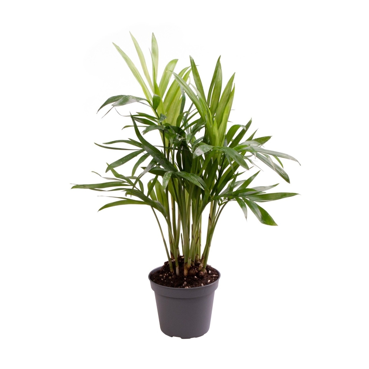 Okrasné pokojové rostliny - Chamaedorea sličná květináč 6cm